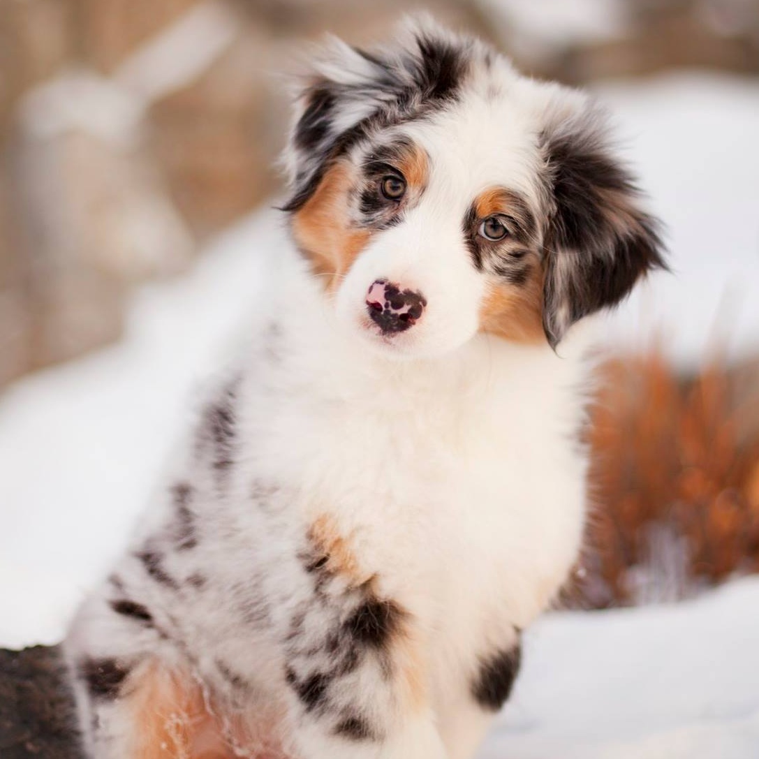 picture of Australian Shepherd