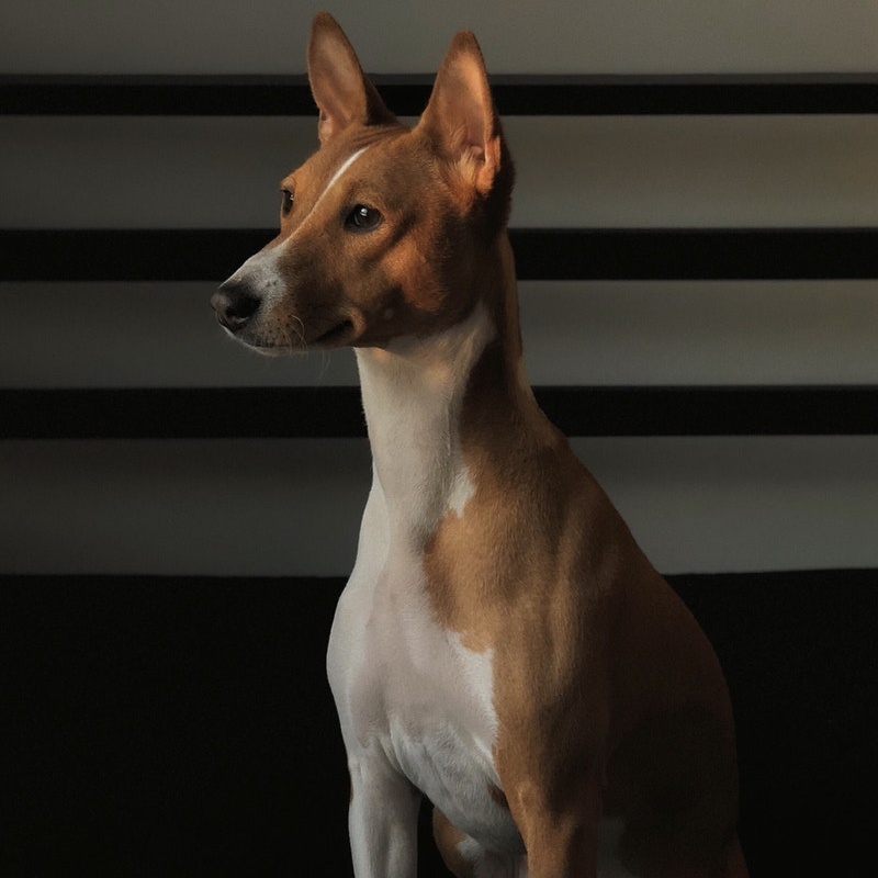 picture of Basenji