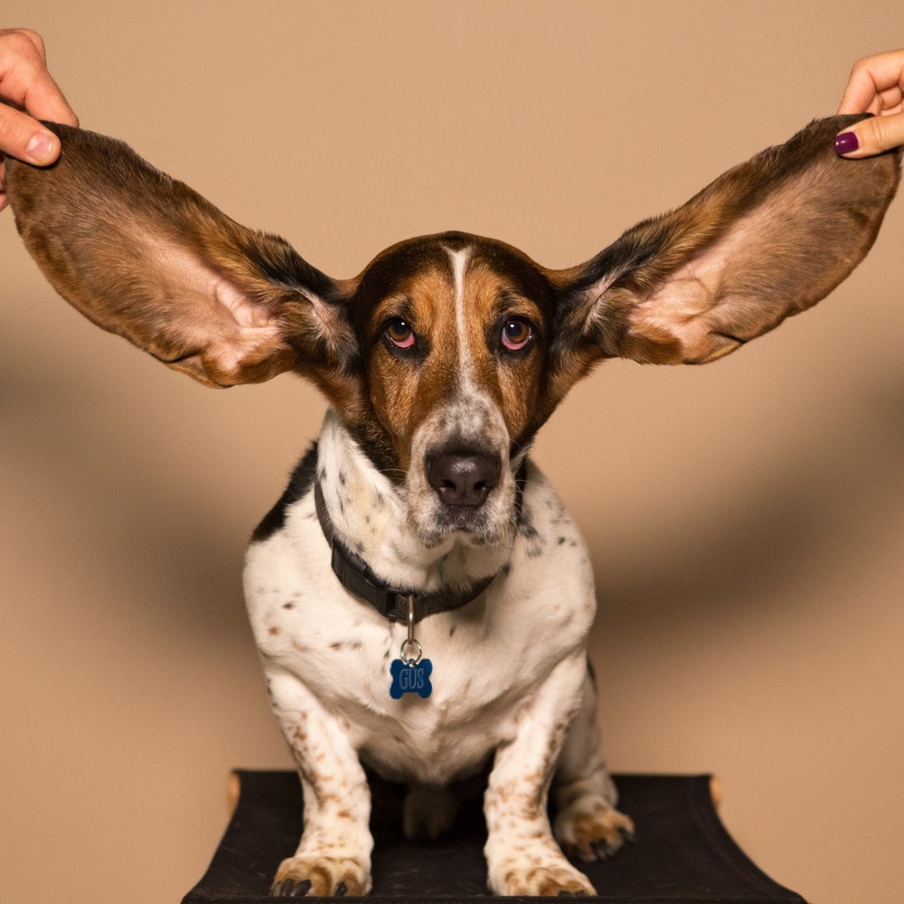 picture of Basset Hound