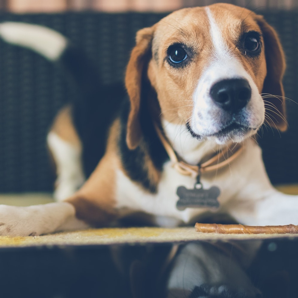 picture of Beagle