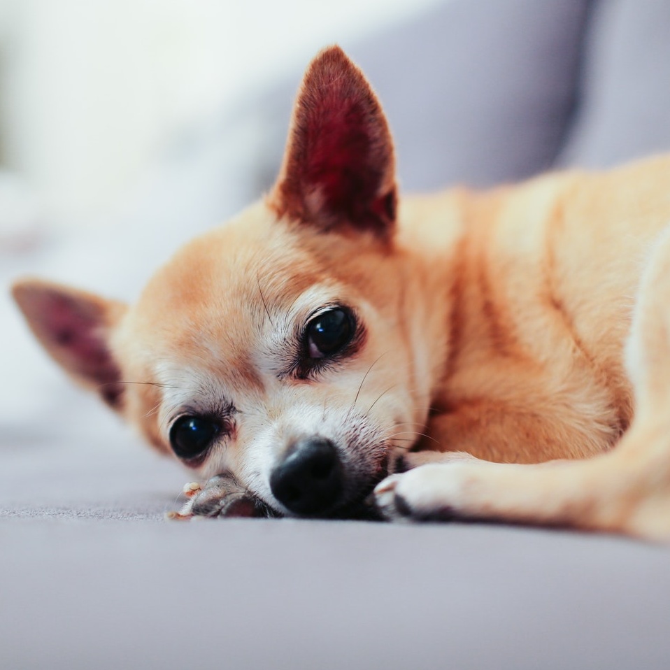 picture of Chihuahua