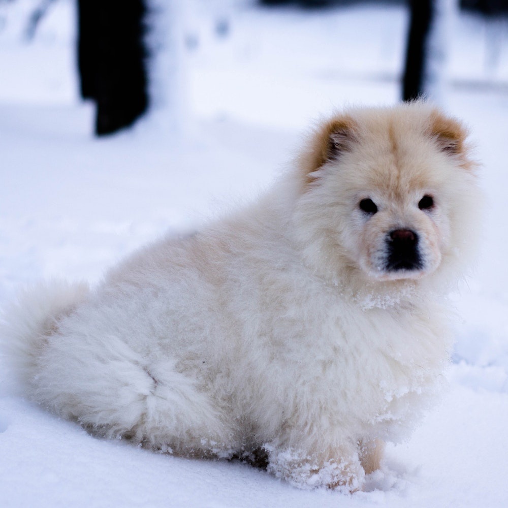 picture of Chow Chow