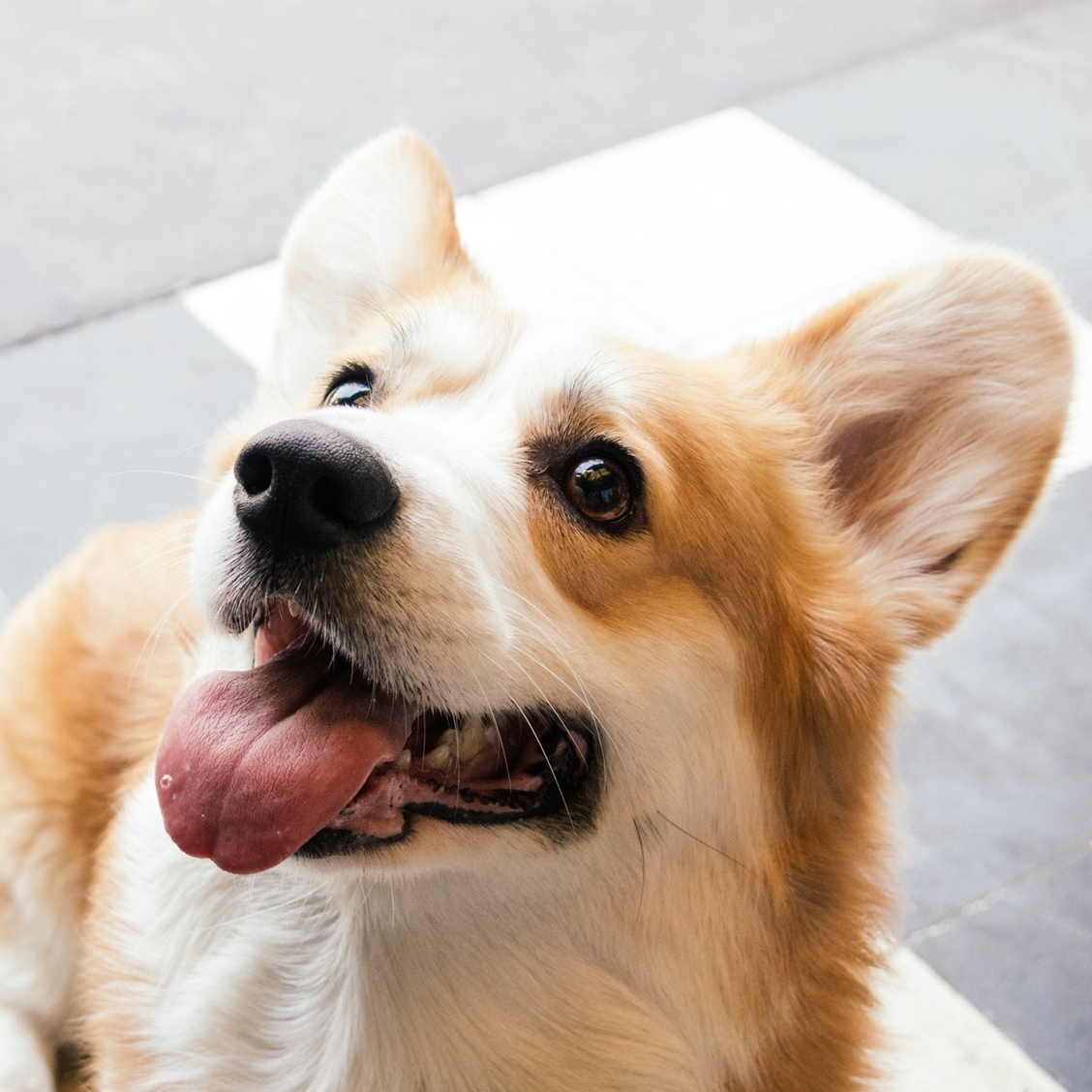 picture of Pembroke Welsh Corgi