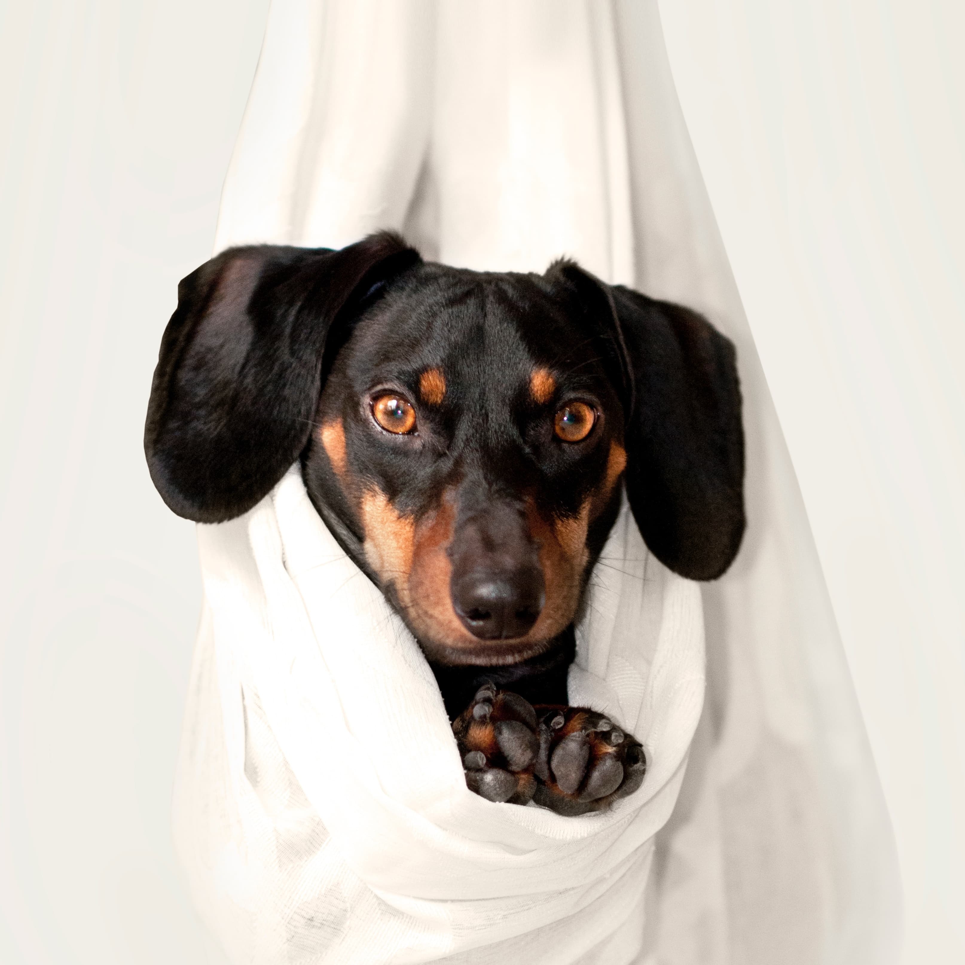 picture of Dachshund