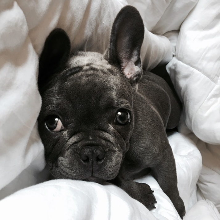 picture of French Bulldog