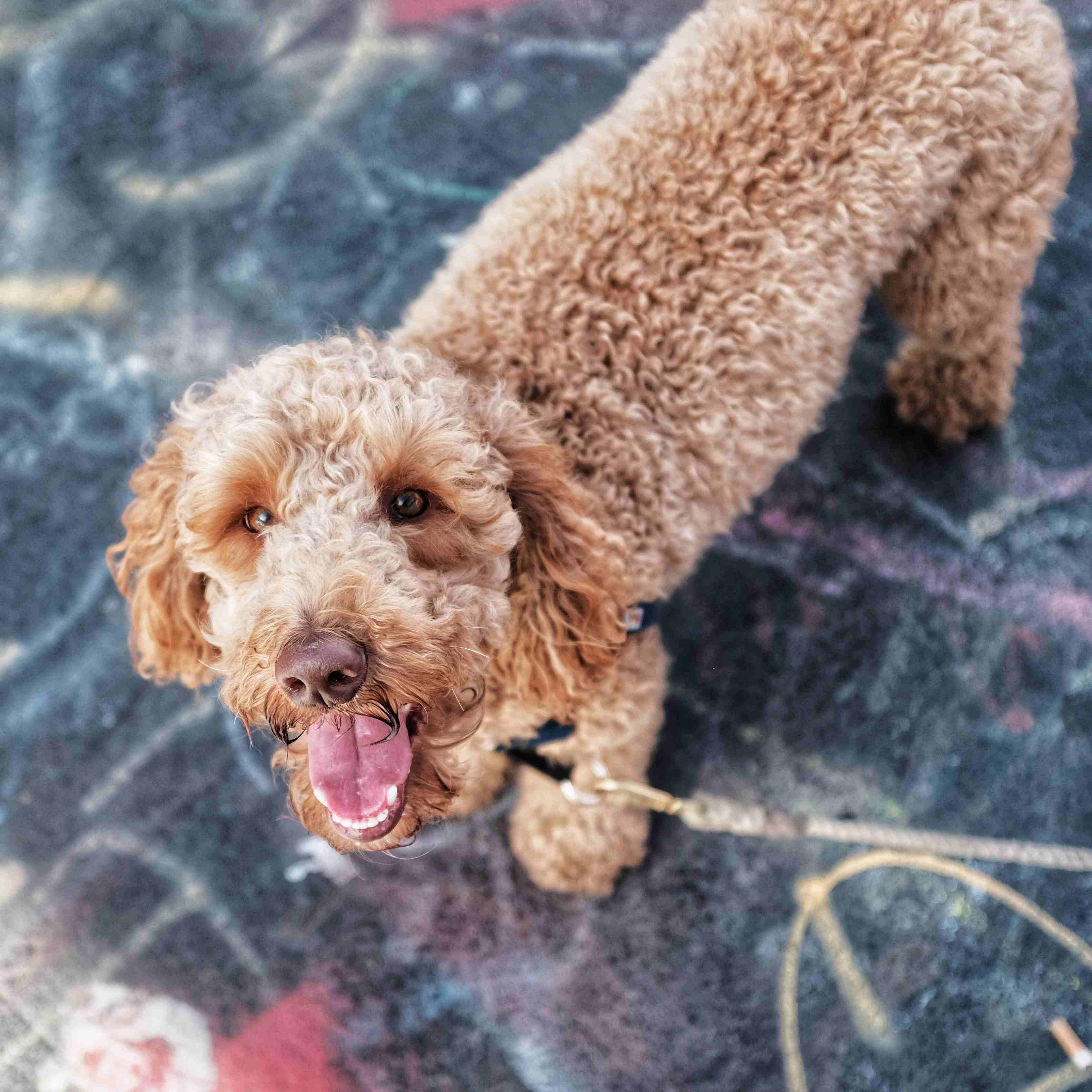 picture of Goldendoodle