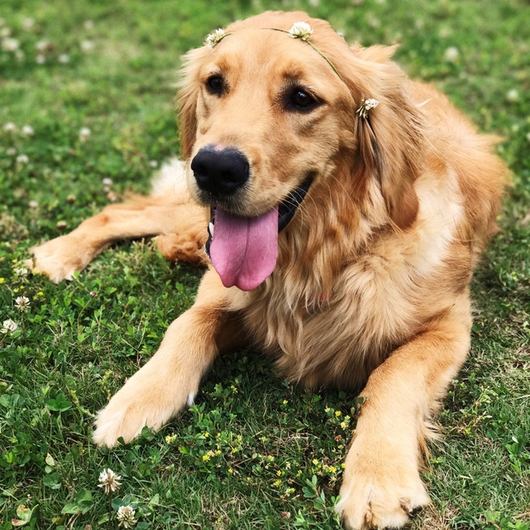 picture of Golden Retriever