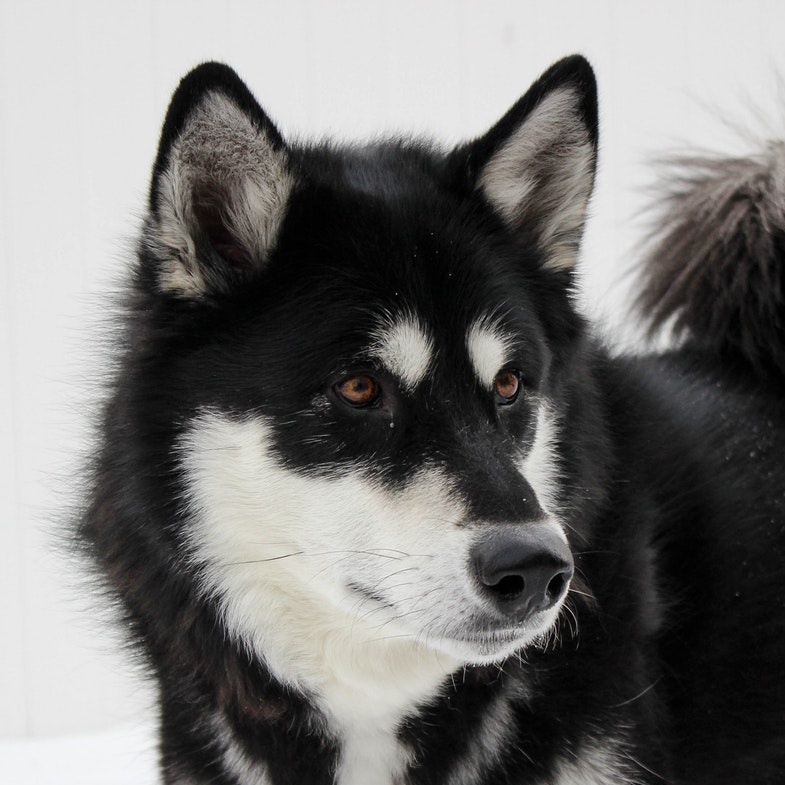 picture of Alaskan Malamute