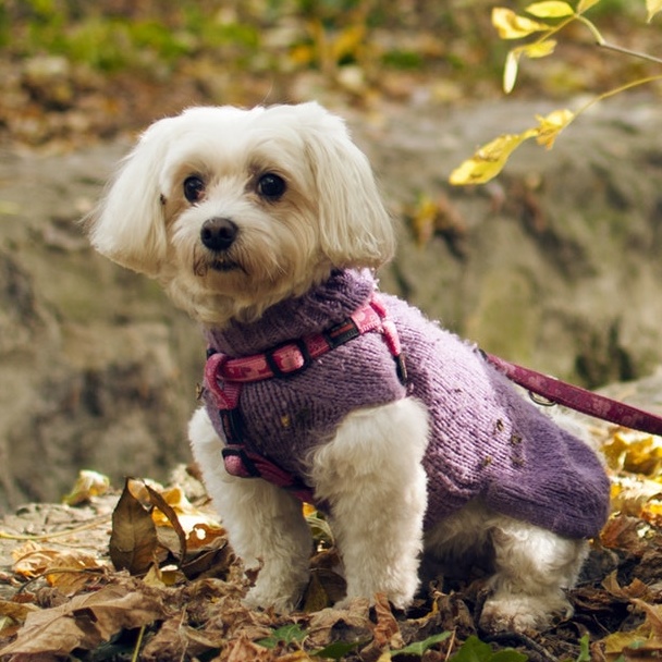 picture of Maltese Terrier