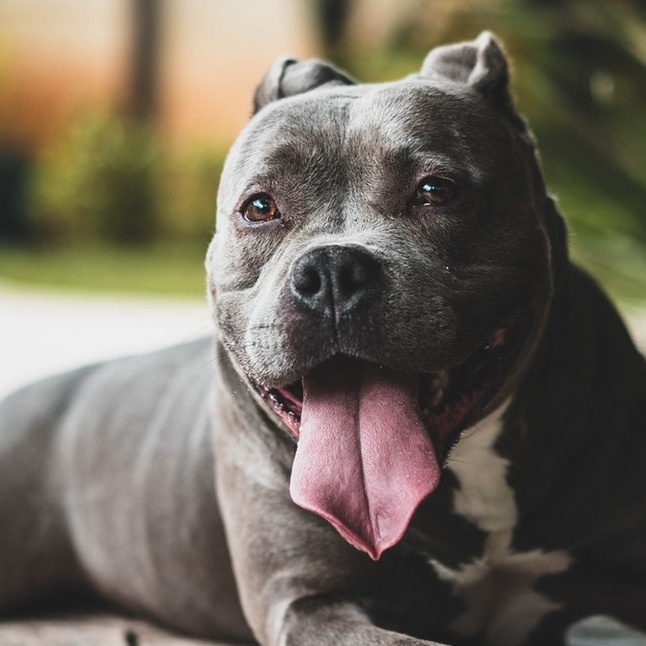 picture of Pit Bull Terrier