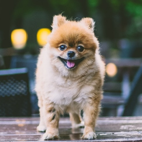 picture of Pomeranian