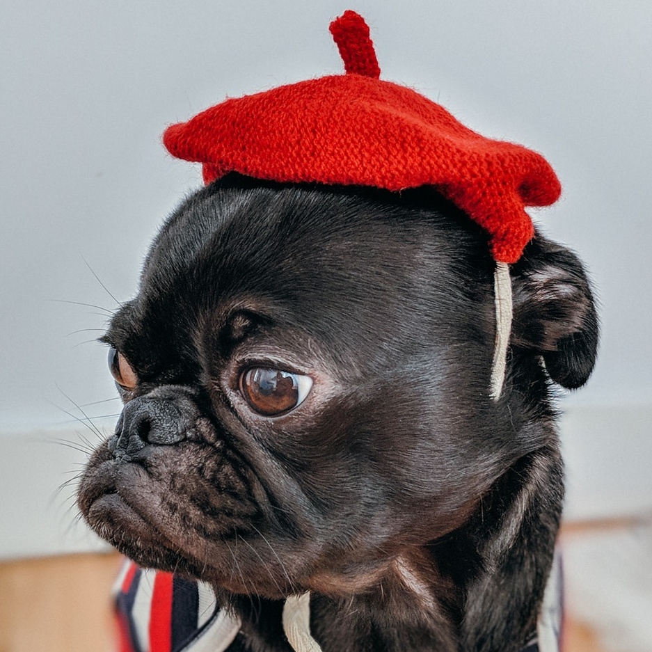 picture of Pug