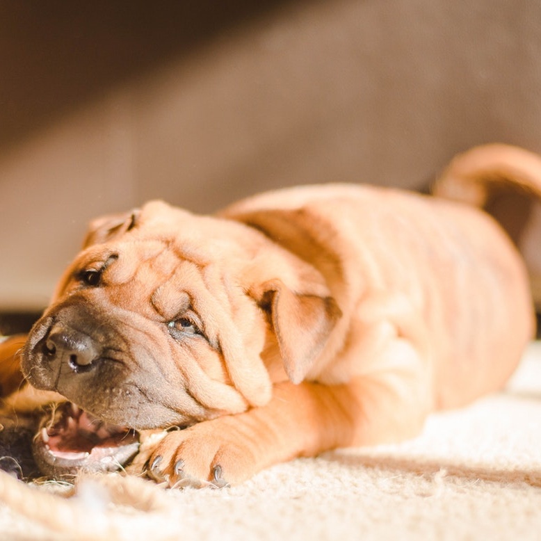 picture of Chinese Shar-Pei