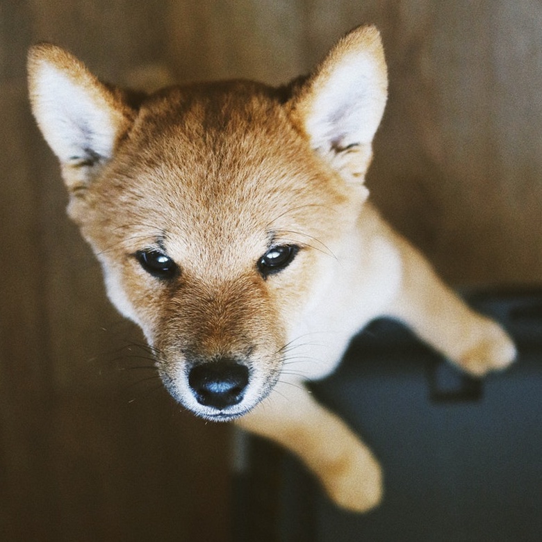 picture of Shiba Inu