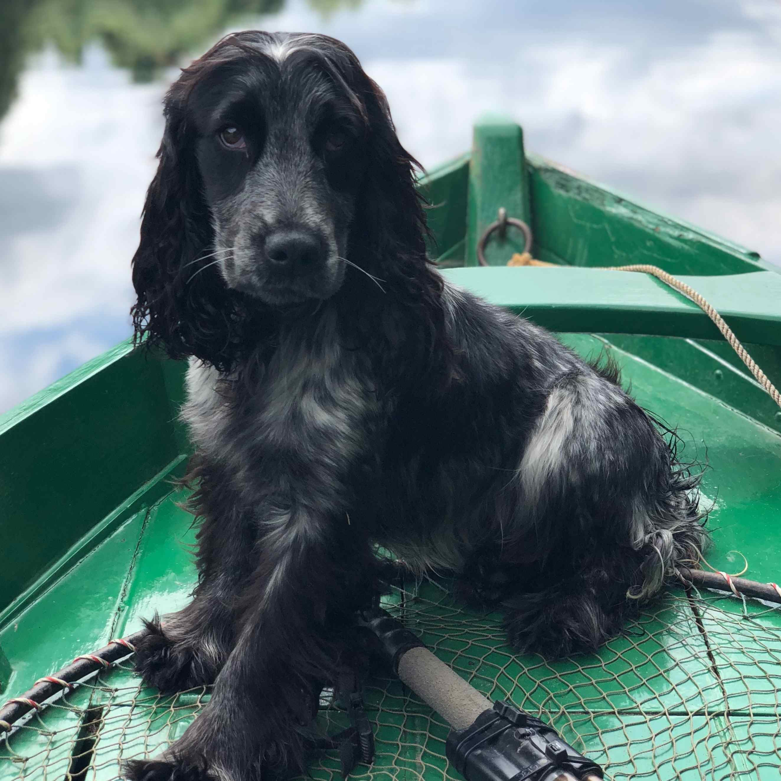 picture of English Cocker Spaniel